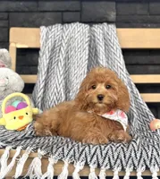 Honey, a female Poodle - Miniature  and Miniature Dachshund for sale in Shipshewana, IN – Photo 2 of 4