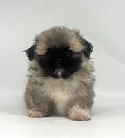 Leo, a male Pekingese for sale in Shipshewana, IN – 4 of 4