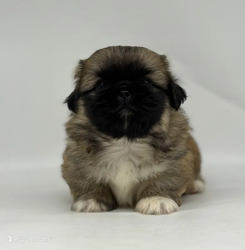 Copper – Pekingese puppy for sale in Shipshewana, IN