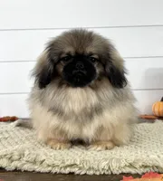 Murphy, a male Pekingese for sale in Shipshewana, IN – 4 of 4