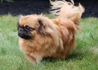 BREEDING STOCK!, a female Pekingese for sale in Shipshewana, IN – 3 of 4