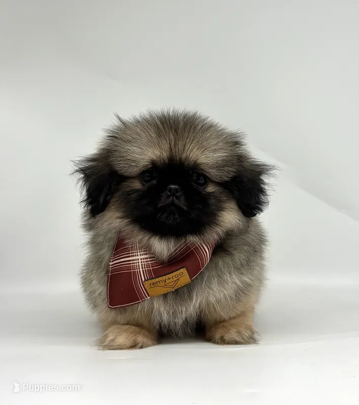Murphy – Pekingese puppy for sale in Shipshewana, IN