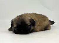 Hazel, a female Pekingese for sale in Shipshewana, IN – 3 of 4