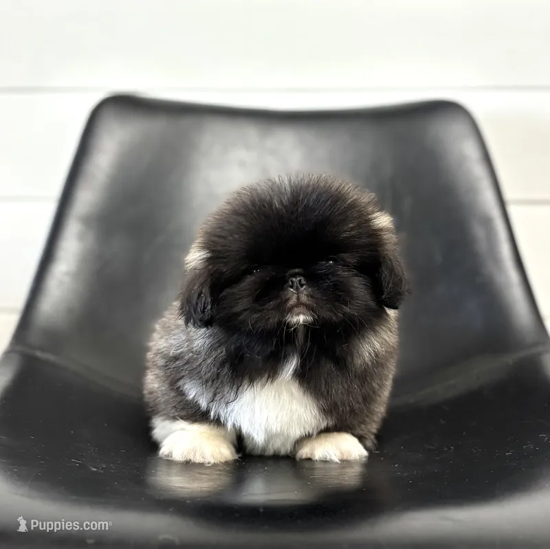 Fifi – Pekingese puppy for sale in Shipshewana, IN