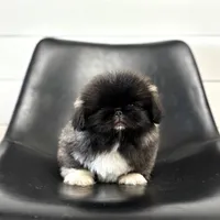 Fifi, a female Pekingese for sale in Shipshewana, IN – 1 of 4