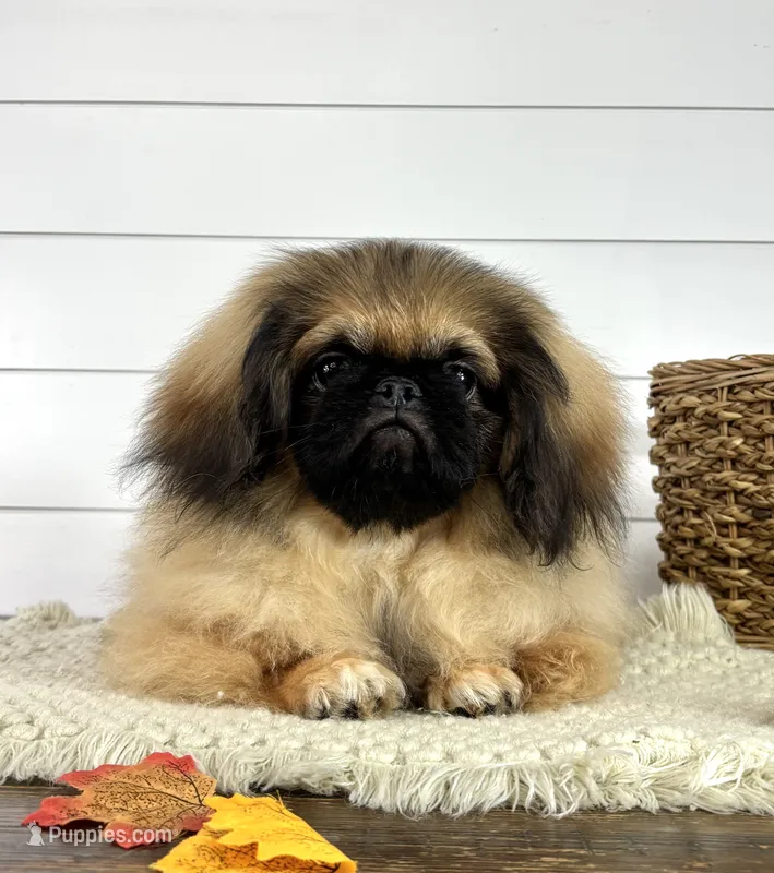 Forest – Pekingese puppy for sale in Shipshewana, IN