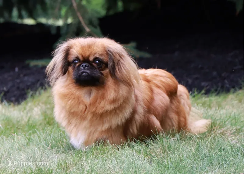 BREEDING STOCK! – Pekingese puppy for sale in Shipshewana, IN