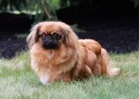 BREEDING STOCK!, a female Pekingese for sale in Shipshewana, IN – 1 of 4