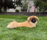 BREEDING STOCK!, a female Pekingese for sale in Shipshewana, IN – 5 of 7