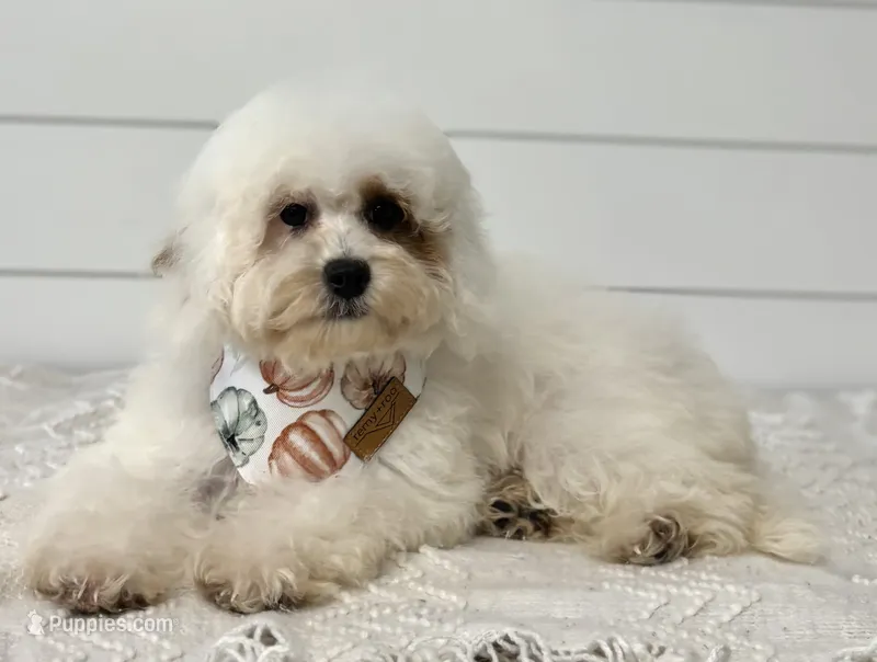 Poppy – Cavapoo puppy for sale in Shipshewana, IN