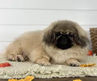 Bear, a male Pekingese for sale in Shipshewana, IN – 3 of 4