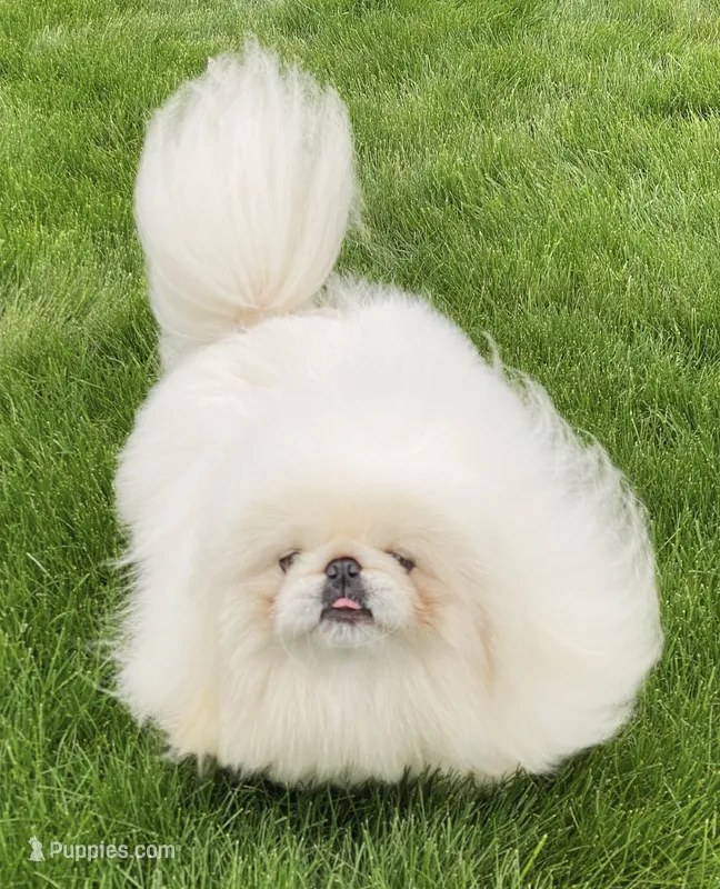 PROVEN STUD! – Pekingese puppy for sale in Shipshewana, IN