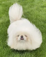 PROVEN STUD!, a male Pekingese for sale in Shipshewana, IN – 1 of 1