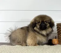 Kai, a male Pekingese for sale in Shipshewana, IN – 2 of 4
