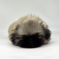 Bear, a male Pekingese for sale in Shipshewana, IN – 4 of 4