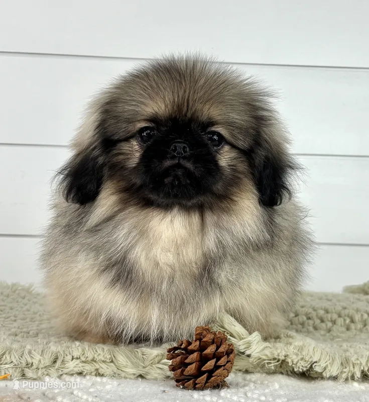 Murphy – Pekingese puppy for sale in Shipshewana, IN