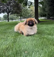 BREEDING STOCK!, a female Pekingese for sale in Shipshewana, IN – 6 of 7