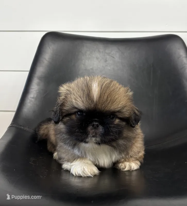 Rocky – Pekingese puppy for sale in Shipshewana, IN