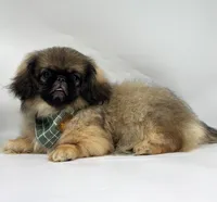 Forest, a male Pekingese for sale in Shipshewana, IN – 4 of 5