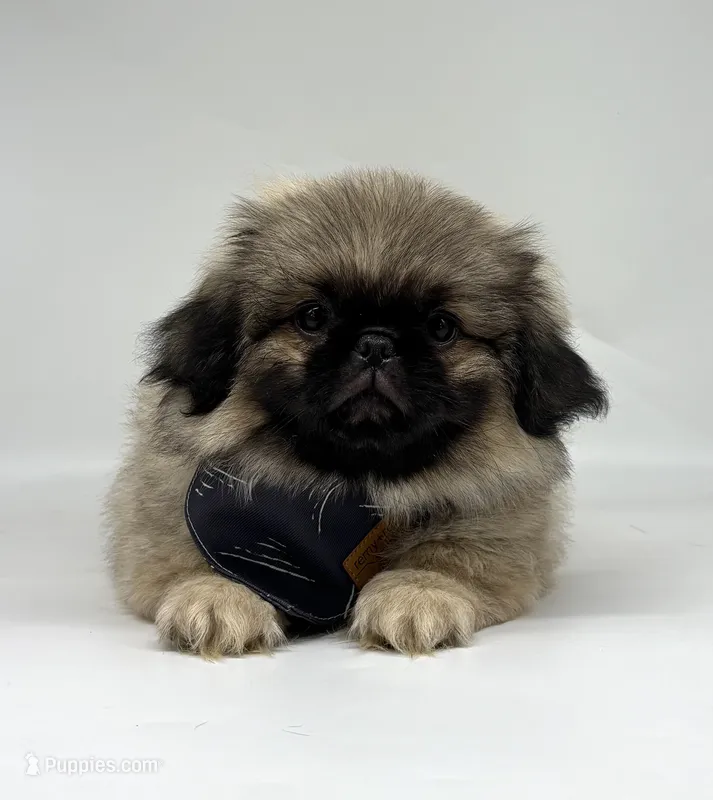 Bear – Pekingese puppy for sale in Shipshewana, IN
