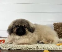 Bear, a male Pekingese for sale in Shipshewana, IN – 4 of 4