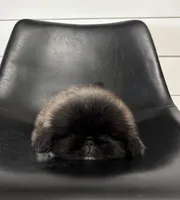 Fifi, a female Pekingese for sale in Shipshewana, IN – 4 of 4