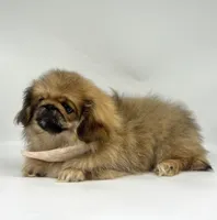 Daisy, a female Pekingese for sale in Shipshewana, IN – 2 of 5