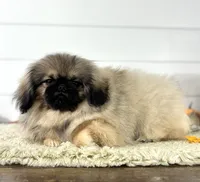 Murphy, a male Pekingese for sale in Shipshewana, IN – 3 of 4