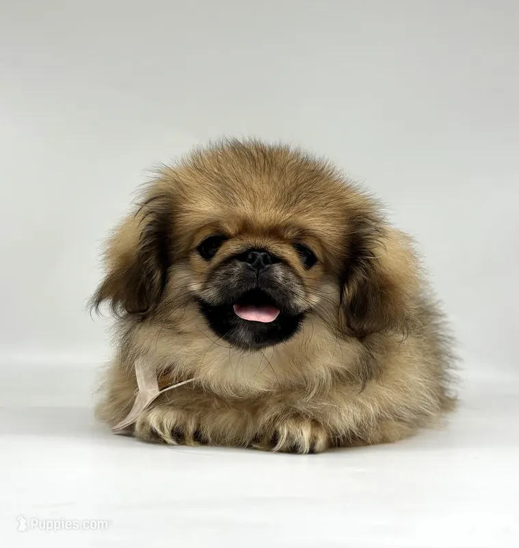 Daisy – Pekingese puppy for sale in Shipshewana, IN