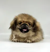 Daisy, a female Pekingese for sale in Shipshewana, IN – 1 of 5