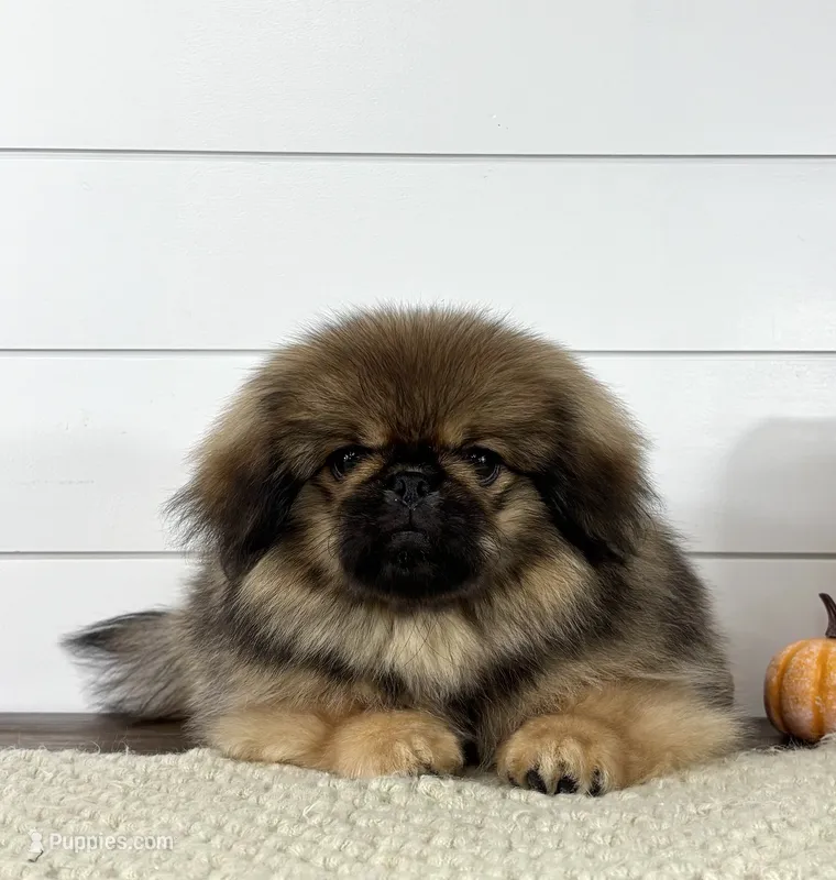 Kai – Pekingese puppy for sale in Shipshewana, IN