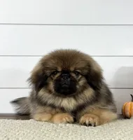 Kai, a male Pekingese for sale in Shipshewana, IN – 1 of 4