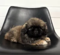 Forest, a male Pekingese for sale in Shipshewana, IN – 3 of 4