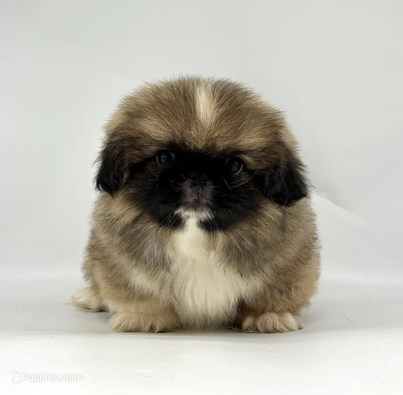 Rocky – Pekingese puppy for sale in Shipshewana, IN