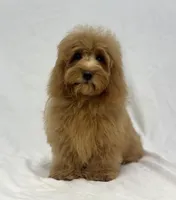 Honey, a female Poodle - Miniature  and Miniature Dachshund for sale in Shipshewana, IN – 5 of 5