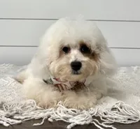 Poppy, a female Cavapoo for sale in Shipshewana, IN – 4 of 4