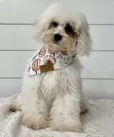 Poppy, a female Cavapoo for sale in Shipshewana, IN – 3 of 4