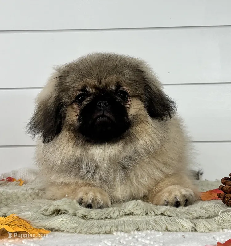 Bear – Pekingese puppy for sale in Shipshewana, IN