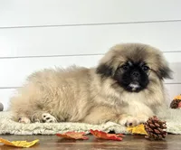 Leo, a male Pekingese for sale in Shipshewana, IN – 4 of 4