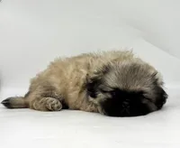 Bear, a male Pekingese for sale in Shipshewana, IN – 3 of 4