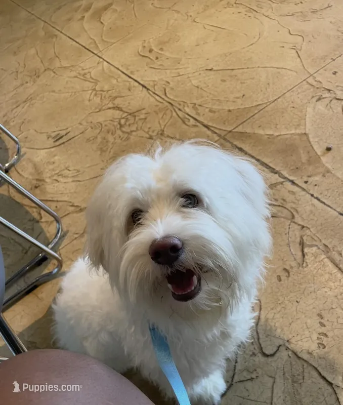 Snowie – Coton de Tulear, Pomeranian puppy for sale in Merrillville, IN