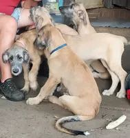 Blue Collar, a male Irish Wolfhound for sale in Baldwin, NY – 3 of 4