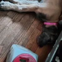 Pink Collar, a female Irish Wolfhound for sale in Baldwin, NY – 2 of 4