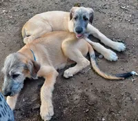 No Collar Big  Girl, a female Irish Wolfhound for sale in Baldwin, NY – 2 of 2