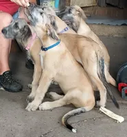 Blue Collar, a male Irish Wolfhound for sale in Baldwin, NY – 2 of 4