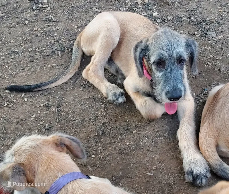 Pink Collar – Irish Wolfhound puppy for sale in Baldwin, NY