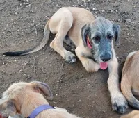 Pink Collar, a female Irish Wolfhound for sale in Baldwin, NY – 1 of 4