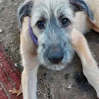 Lavendar/purple Collar, a female Irish Wolfhound for sale in Baldwin, NY – 1 of 2