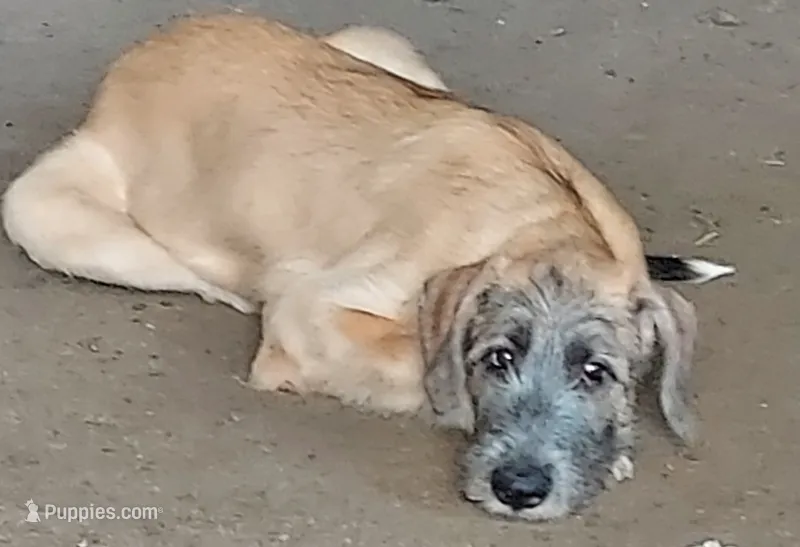 No Collar Big  Girl – Irish Wolfhound puppy for sale in Baldwin, NY