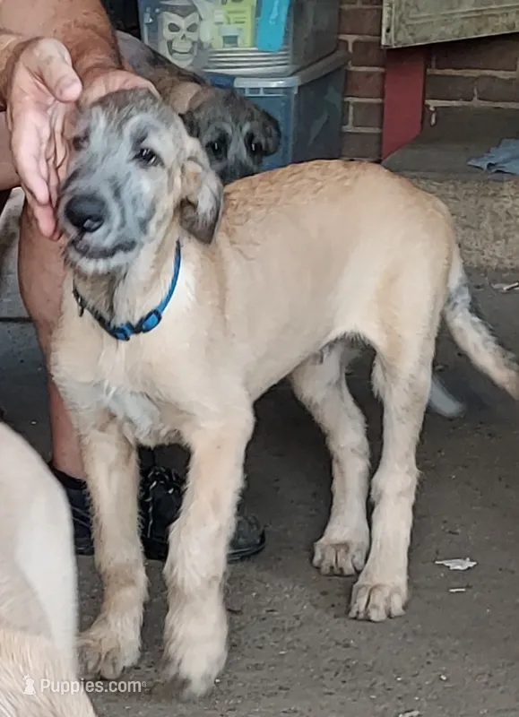 Blue Collar – Irish Wolfhound puppy on hold in Baldwin, NY